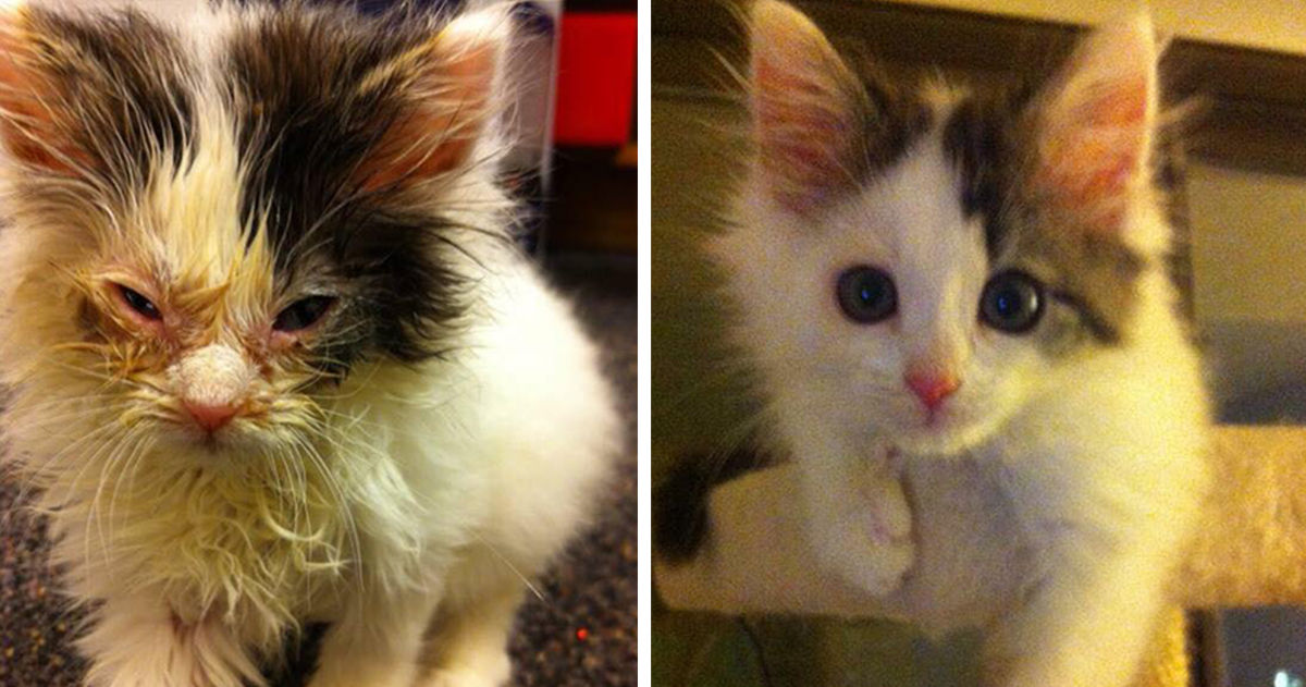 15 Fotos Que Mostram Como A Adoção Pode Salvar A Vida De Um Gato.