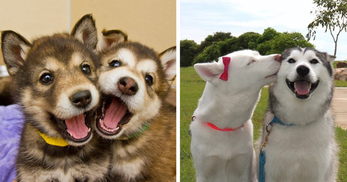 20 Cães Que São Amigos Inseparáveis