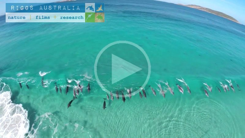 Drone Captura Golfinhos Surfando Na Costa Da Austrália