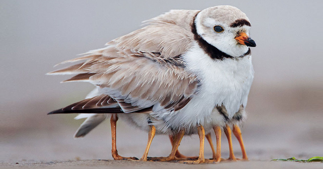 20 Fotos De Pássaros Cuidando De Seus Filhotes Que Vão Aquecer Seu Coração