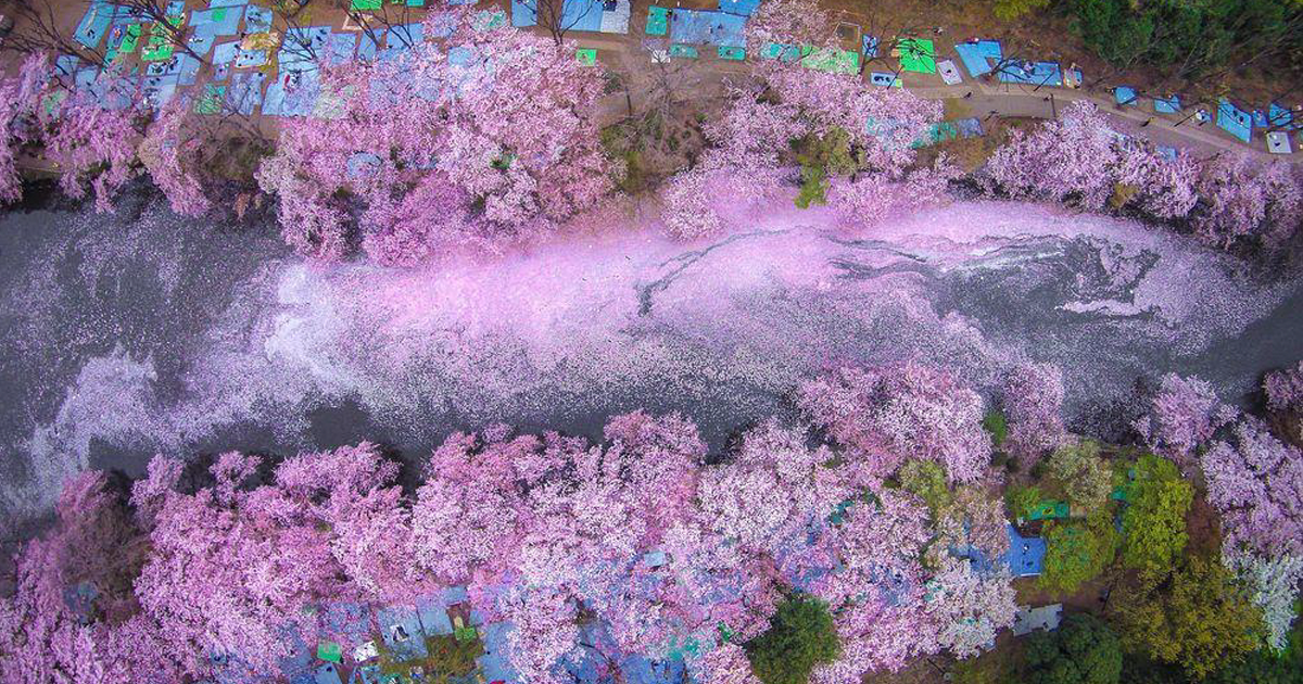 Flores De Cerejeira Pintam Lago E Fazem Tóquio Parecer Um Conto De Fadas