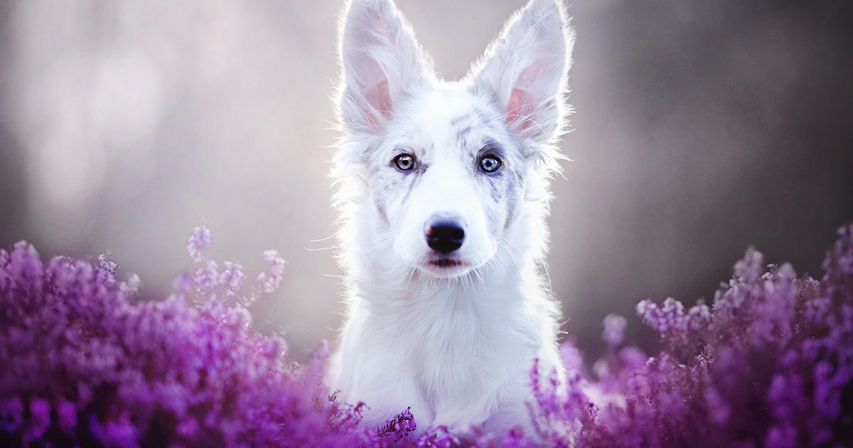 Este Fotógrafo Polonês Tirou As Fotos De Cães Mais Bonitas De Todas