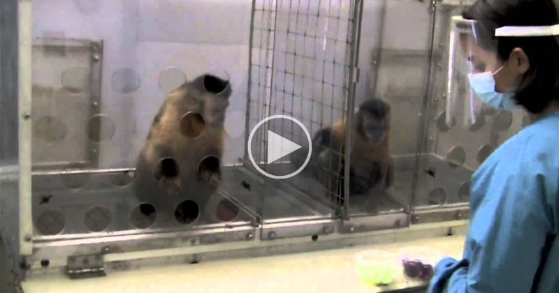 Veja O Que Acontece Quando Macacos Recebem Recompensas Diferentes Para Fazer Uma Mesma Tarefa