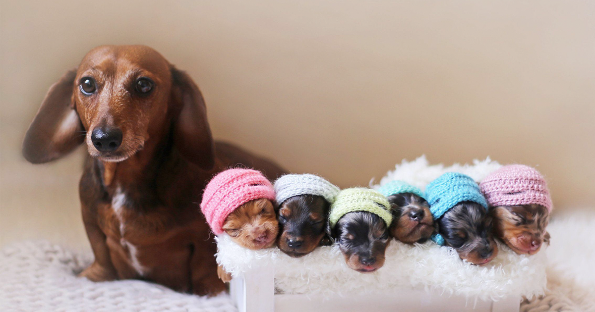 Esta mãe orgulhosa posou com seus 6 filhotes minúsculos para um ensaio fotográfico de maternidade