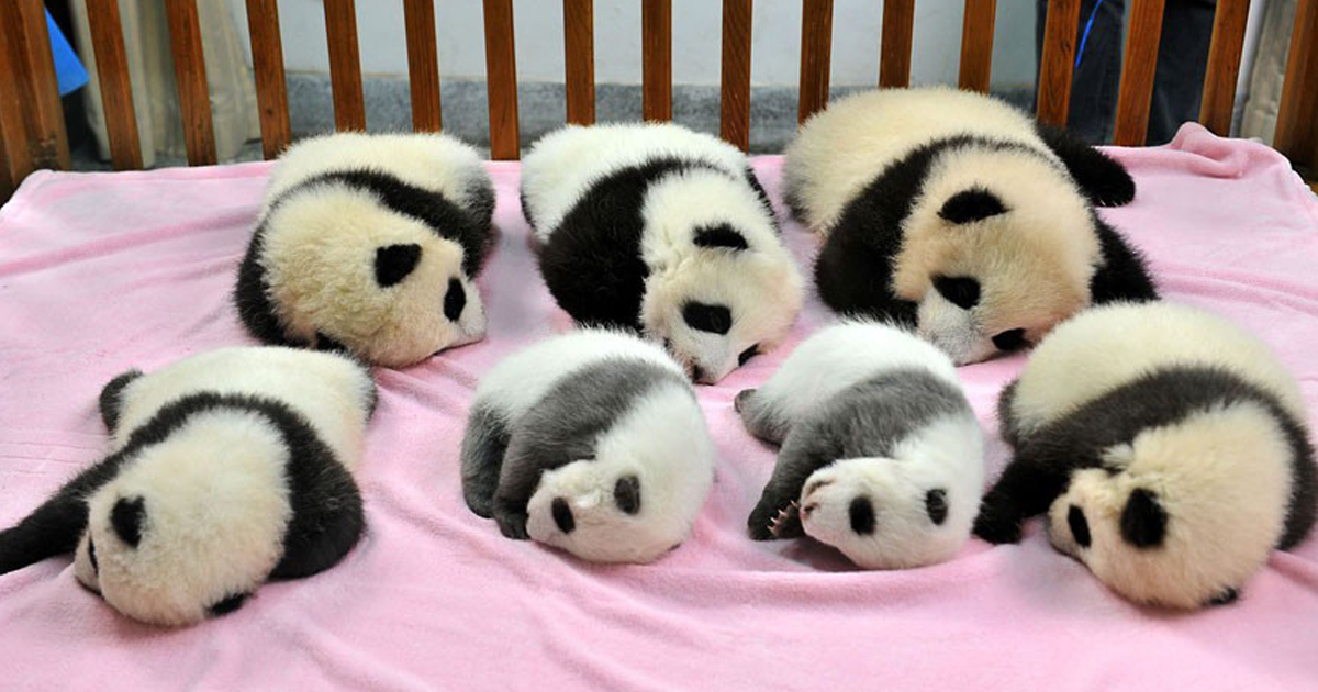 Creche Para Pandas Existe E É O Lugar Mais Adorável Na Terra