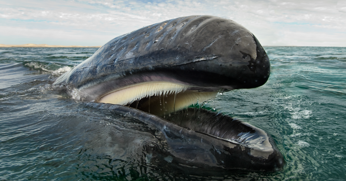 Fotógrafo Passa 25 Anos Documentando A Beleza Majestosa De Baleias E Golfinhos