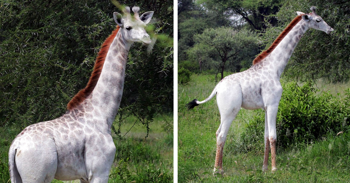 Girafa Branca Rara É Vista Na Tanzânia