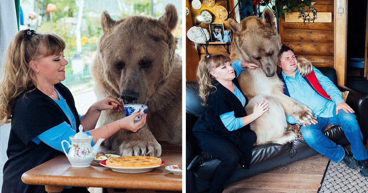 Casal Russo Adotou Um Urso Órfão Há 23 Anos, E Eles Ainda Vivem Juntos