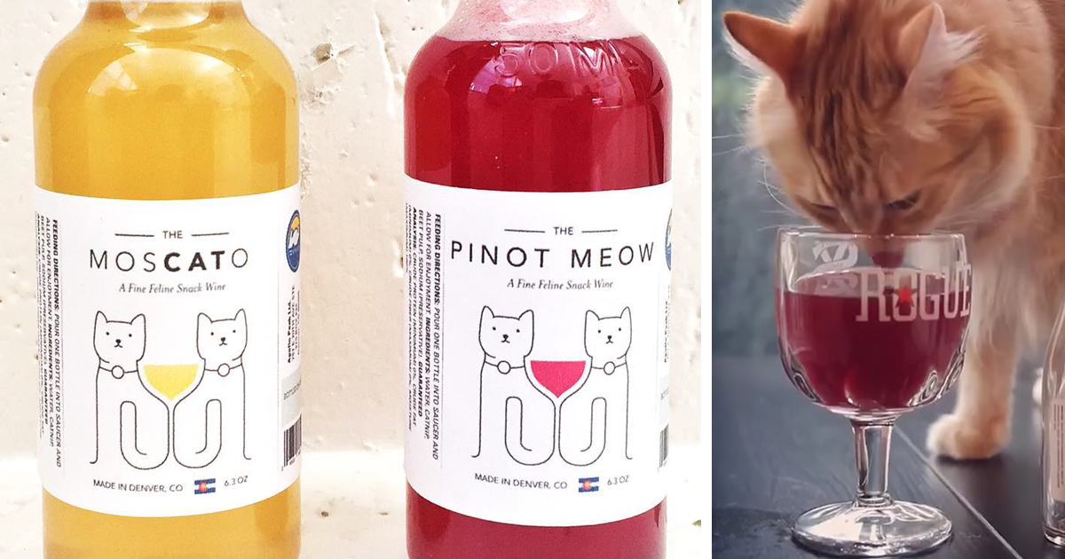 Conheça O Pinot Meow, O Vinho Feito Com Erva-Dos-Gatos Que Permite Que O Seu Gato Seja O Seu Novo Companheiro De Bebida