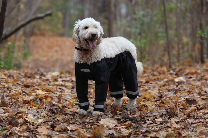 Nova Moda De Calça Para Cães Deixa O Seu Companheiro Limpo E Quente Durante Suas Aventuras Ao Ar Livre