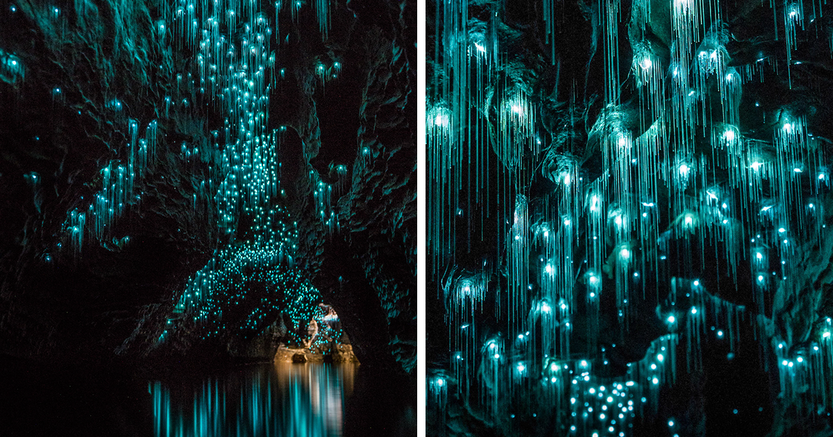 Minhocas Que Brilham Transformam Caverna Da Nova Zelândia Em Noite Estrelada