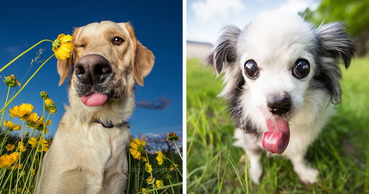 10 Fotos De Cães Super Desajeitados Feitas Por Um Fotógrafo De Cães Profissional