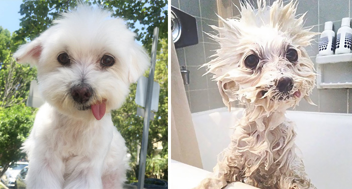 10 Fotos Engraçadas De Cachorros Antes E Depois Do Banho