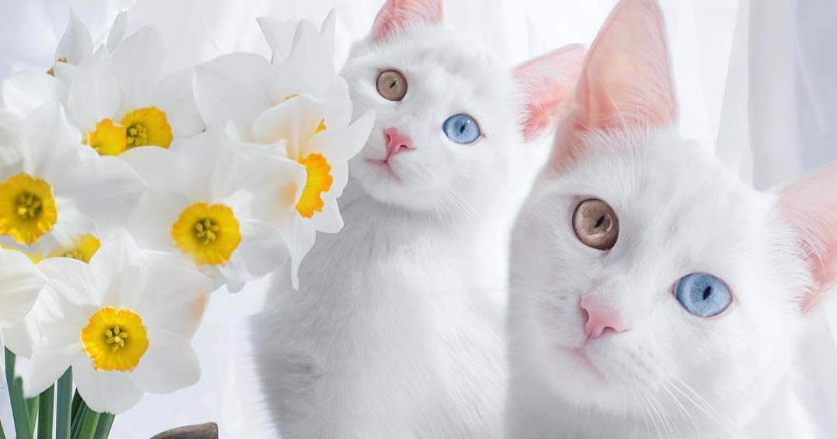 Conheça Os Gatos Gêmeos Mais Bonitos Do Mundo