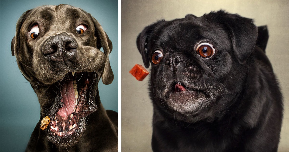 15 Expressões Hilárias De Cães Tentando Pegar Guloseimas No Ar