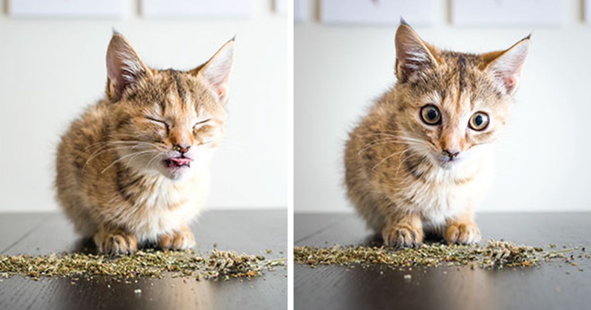 19 fotos divertidas de gatos sob o efeito da erva-de-gato