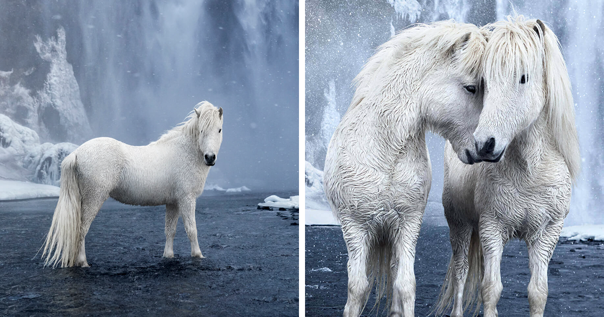 Fotos semelhantes a conto de fadas de cavalos vivendo em condições extremas na Islândia