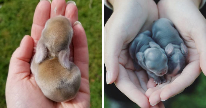 30 fotos de coelhinhos (que cabem numa mão) que vão derreter seu coração
