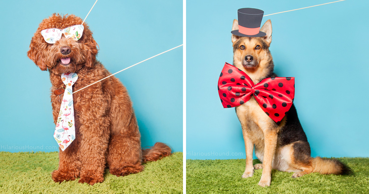 Estes 9 cães entraram numa cabine de fotos, agora divirta-se com eles