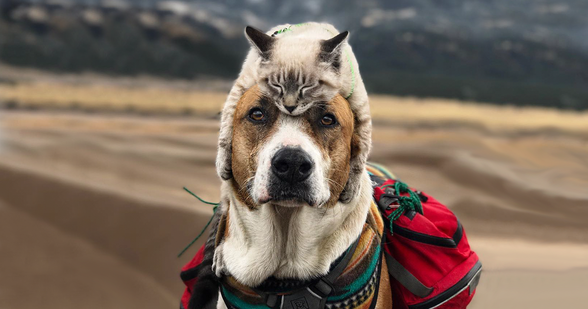 Este gato e este cão adoram viajar juntos, e suas fotos são absolutamente épicas