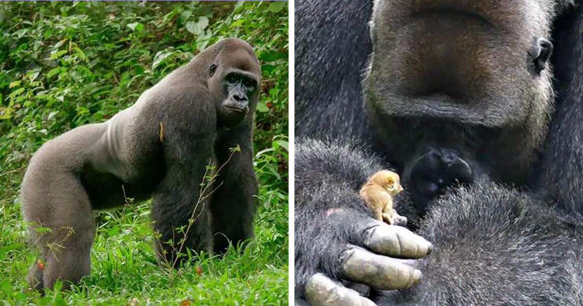 Gorila de 24 anos encontra uma pequena criatura na floresta, e sua reação é inestimável