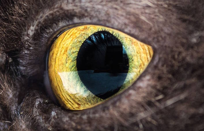 Os detalhes dos olhos de gatos foram capturados em macrofotografia