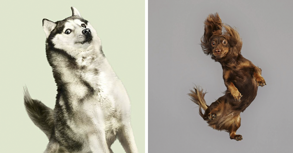 10 retratos divertidos de cães voando por uma fotógrafa alemã