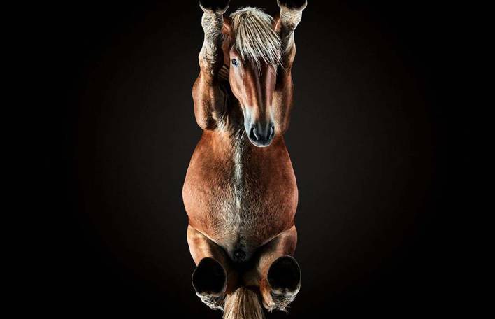 8 belas fotos de cavalos por debaixo
