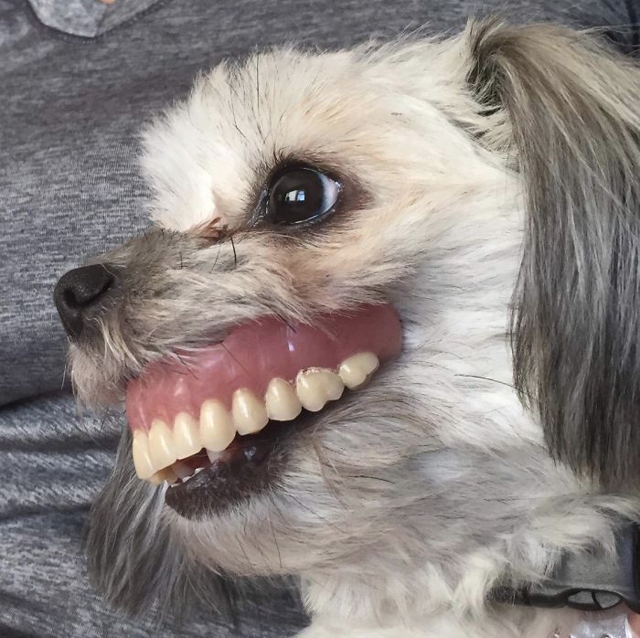 Cão rouba as dentaduras do dono enquanto ele dorme, as fotos ficaram hilárias
