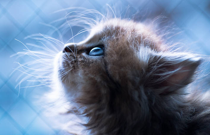 10 fotografias absurdamente fofas de um adorável gatinho