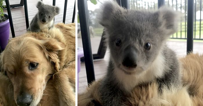 Golden Retriever surpreende dono com um coala bebê cuja vida ele salvou