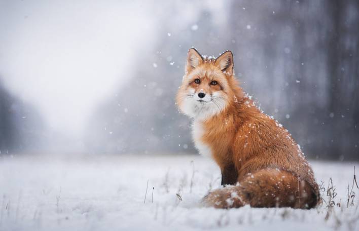 14 retratos encantadores de uma raposa vermelha