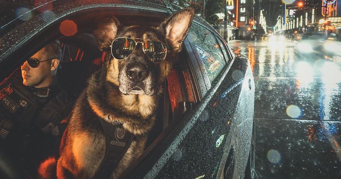 A unidade canina da polícia de Vancouver já liberou seu calendário para 2019, e ele ficou demais!