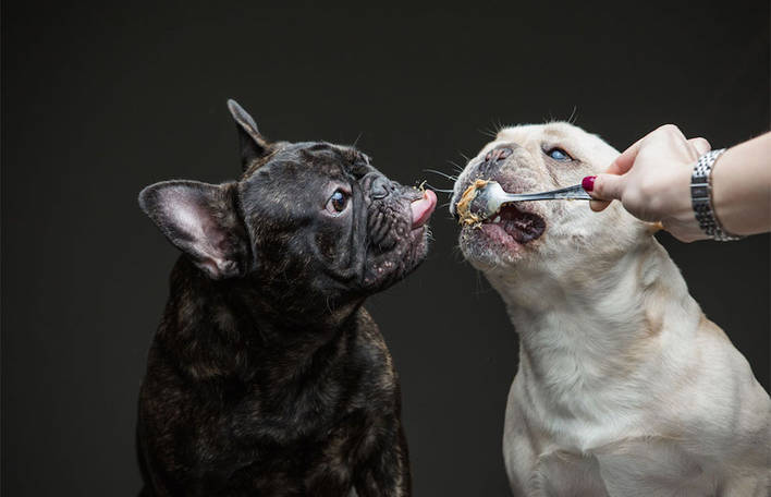 20 cães divertidos comendo manteiga de amendoim