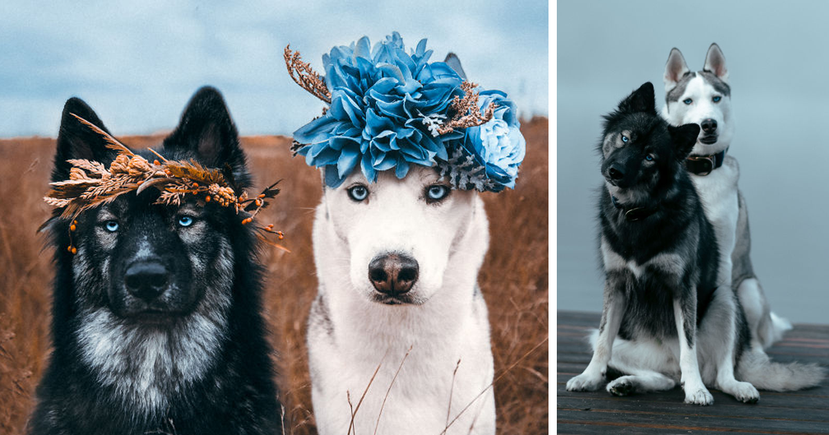 Fotógrafo tira retratos devaneadores que mostram o elo inquebrável de seus cães