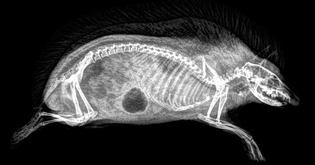 Funcionários de zoológico percebem que os raios X dos check-ups anuais dos animais ficaram incríveis, e decide compartilhá-los