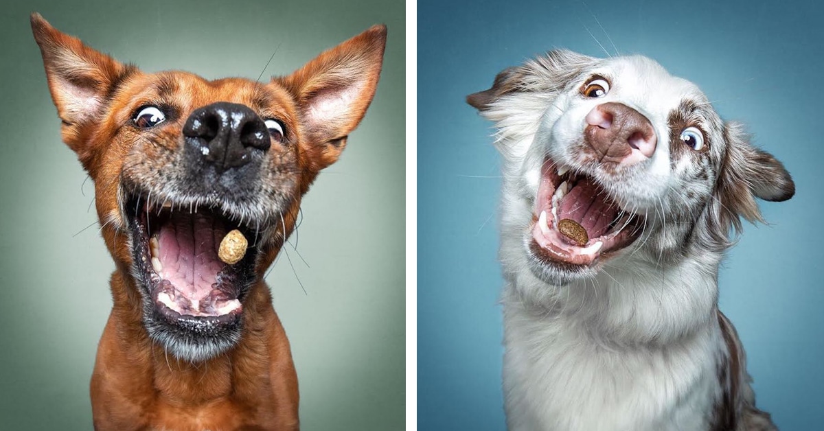 18 fotos muito engraçadas de cães concentrandose para
