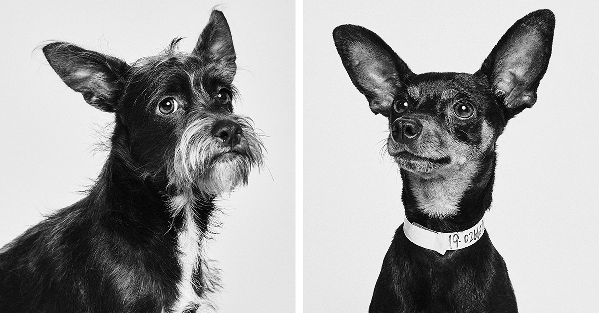 Retratos encantadores ajudam cães de abrigo a terem uma segunda chance na vida