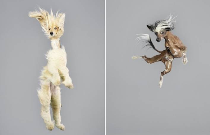 Você vai sorrir agora com esta série de fotos engraçadas de cães pulando
