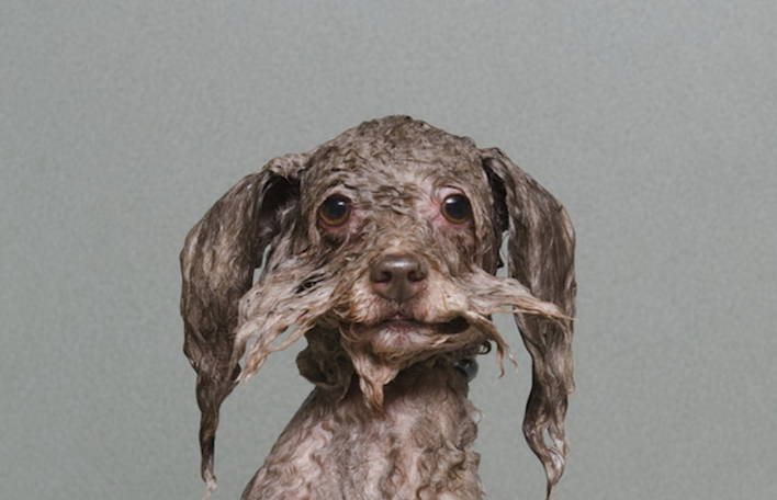 Série de retratos muito engraçados de cachorros molhados no meio de seus banhos