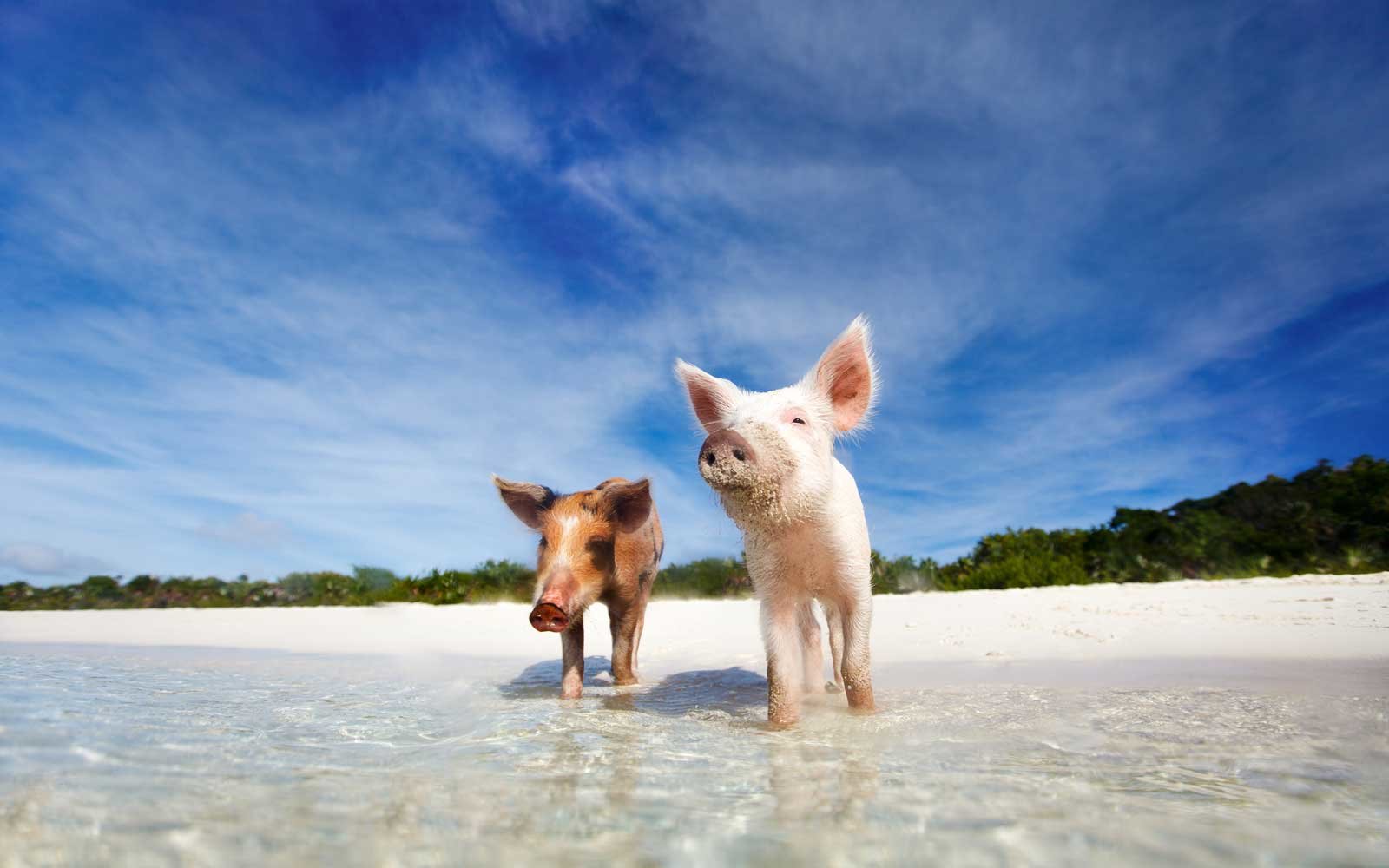 10 ilhas cheias de animais adoráveis que você pode visitar