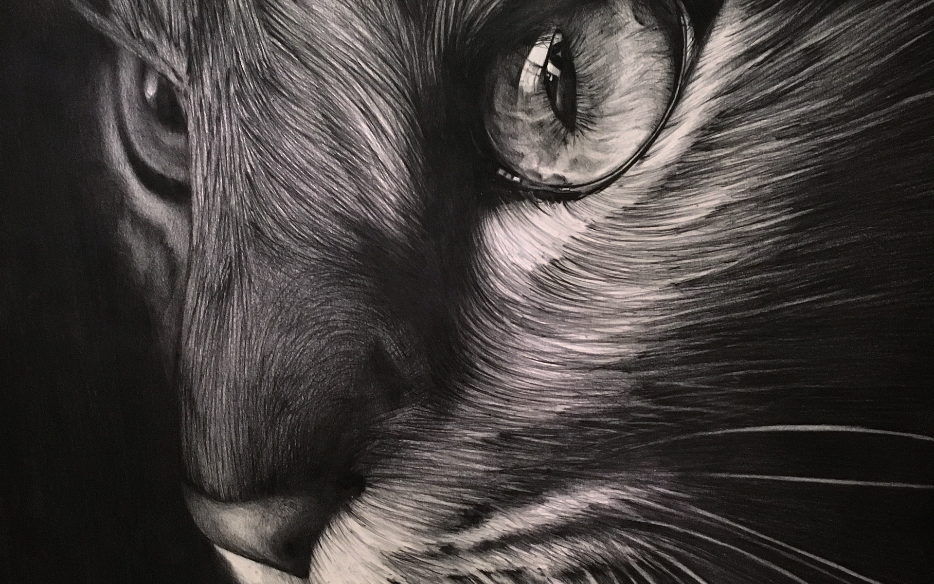 Artista demorou mais de 40 horas para desenhar este gato. Venha ver os detalhes!