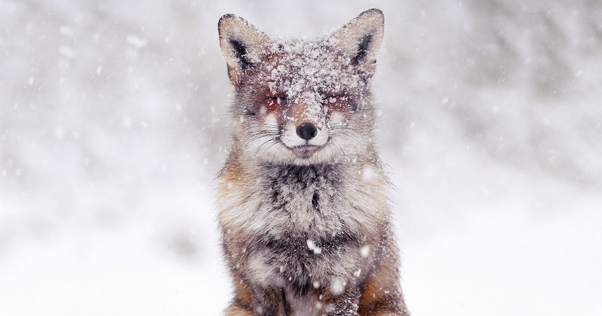 Fotógrafo captura impressionantes raposas selvagens brincando na neve