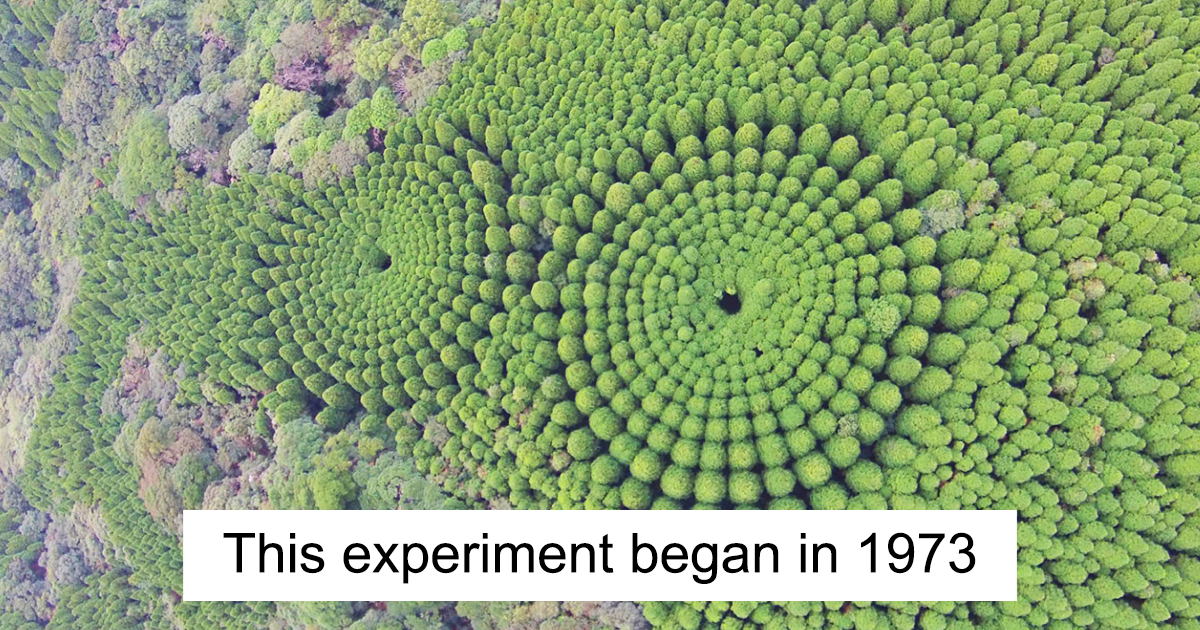 Experimento japonês que durou meio século terminou com estes surpreendentes “círculos de cultivo”