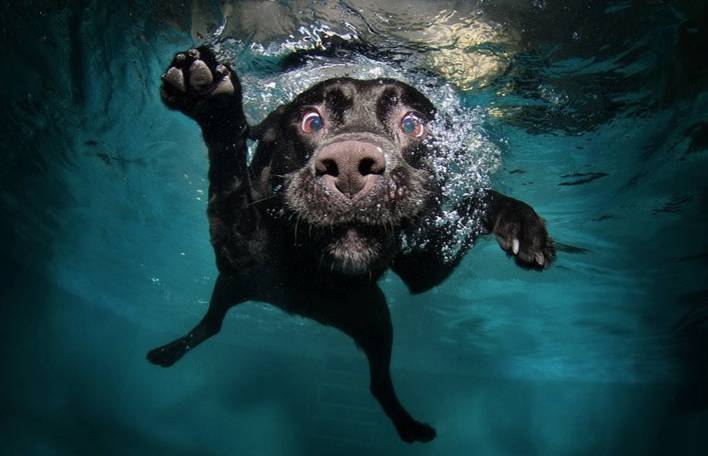 11 fotografias muito engraçadas de cães mergulhando!
