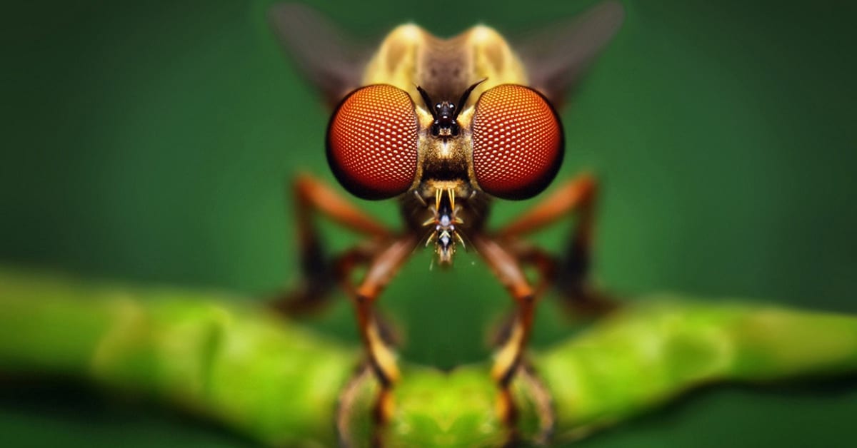 Fotografias de macro capturam a impressionante simetria e beleza dos insetos