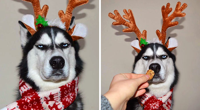 Donos tentam fazer um cartão de Natal com seu Husky, e o resultado ficou muito engraçado