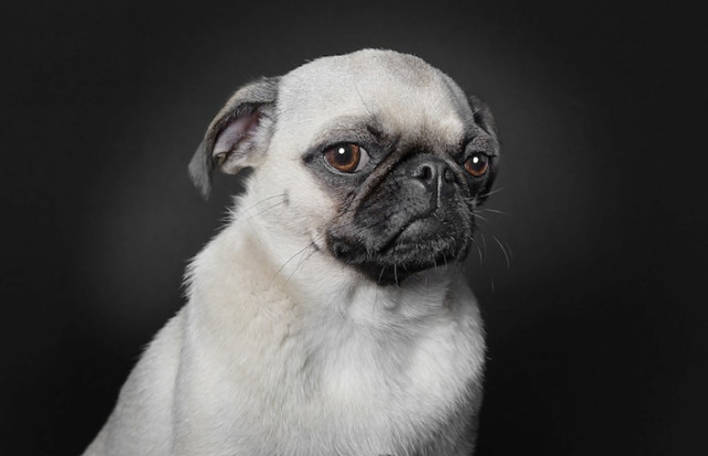 Confira estes 9 retratos de cães com expressões humanas
