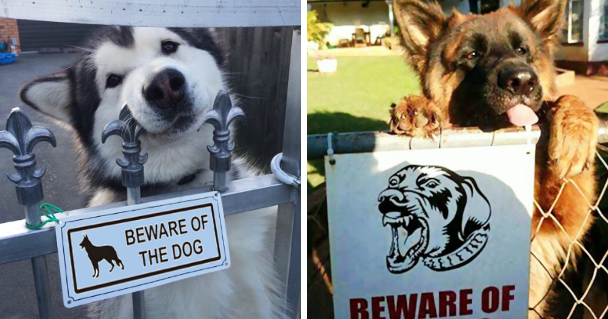 47 cães muito perigosos por trás da placa de “cuidado cão bravo”