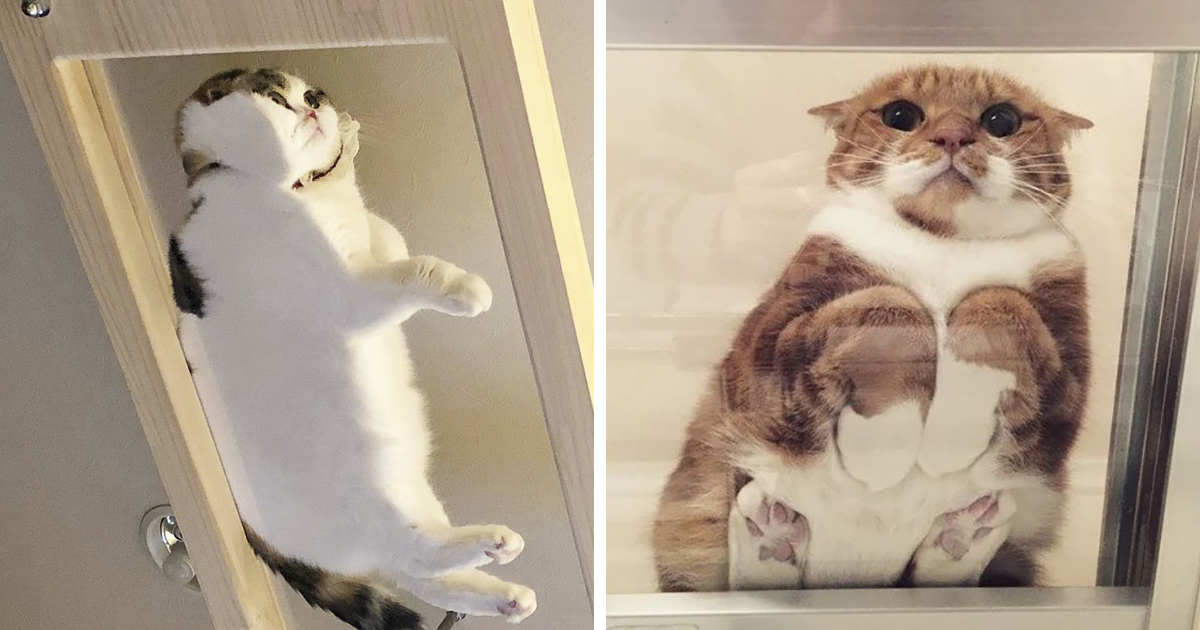 49 razões hilariantes para todo dono de gato ter uma mesa de vidro em casa